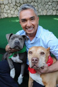 Best Dog Whisperer Tips from Cesar Millan