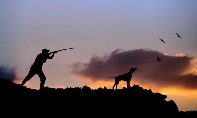 Best Hunting Dogs for All Types of Game Hunting