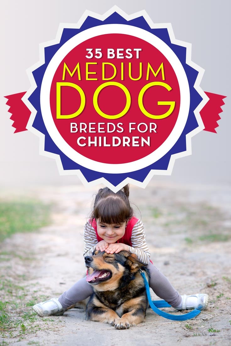 Best Medium Dog Breeds and Small Dogs for Kids