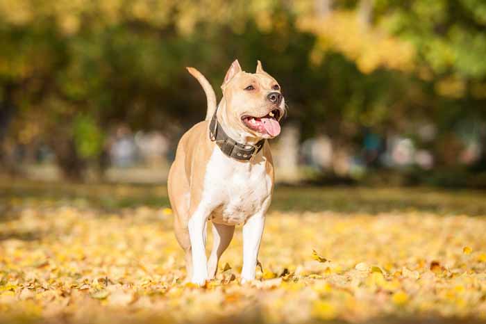 American Pit Bull Terrier