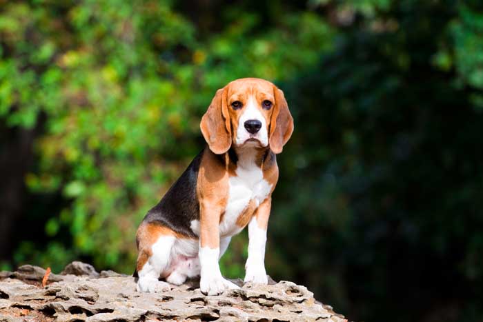 Best Small Dogs for Kids Beagle