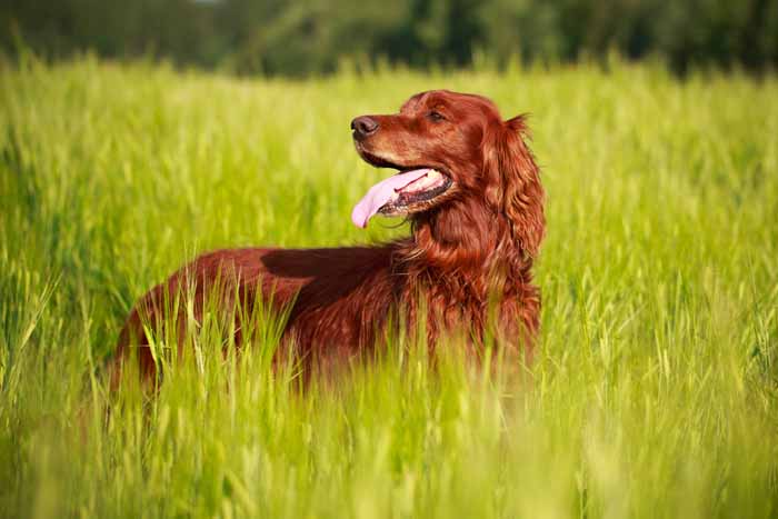 Best Small Dogs for Kids Irish Setter