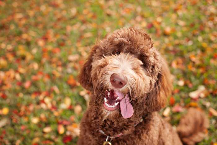 Best Small Dogs for Kids Labradoodle