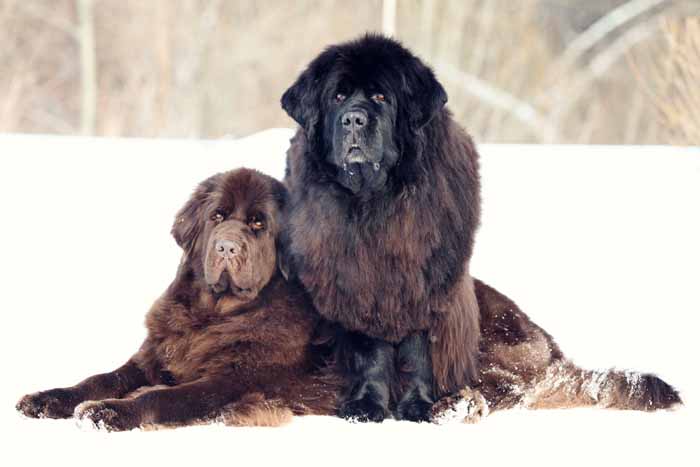 Best Small Dogs for Kids Newfoundland