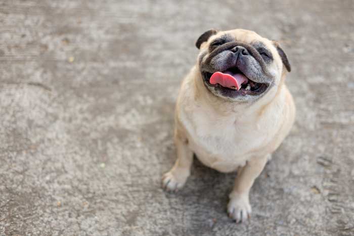 Best Small Dogs for Kids Pug