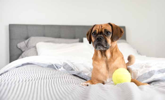 Best Small Dogs for Kids Puggle