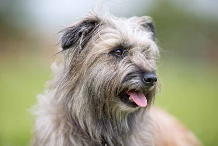 Best Small Dogs for Kids Pyrenean Shepherd