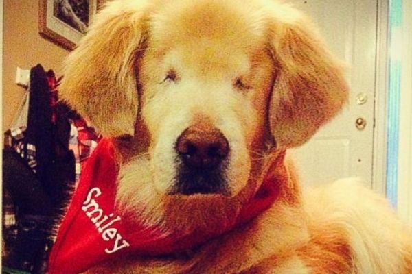 Blind Golden Retriever Lands Unbelievable Job