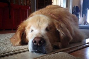 Blind Golden Retriever Lands Unbelievable Job