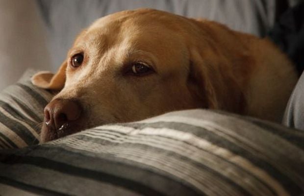 Chicago Seeing a Rise in Dog Flu Cases