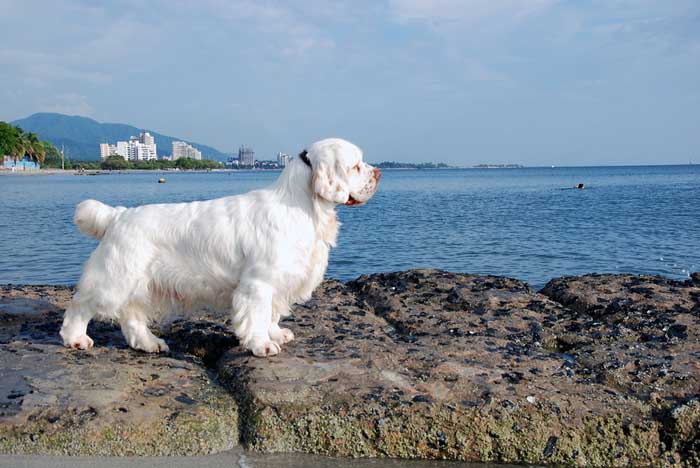 Clumber Spaniel - Best Hunting Dog