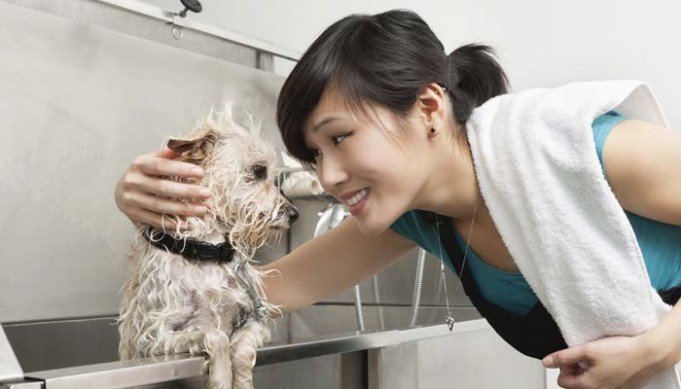 Do You Tip Dog Groomers - Why and How Much