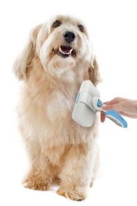 Dog Care 101: How to Groom Your Dog at Home