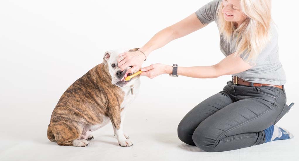 Dog Care 101: How to Groom Your Dog at Home