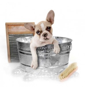 Dog Care 101: How to Groom Your Dog at Home 11