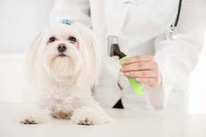 Dog Care 101: How to Groom Your Dog at Home