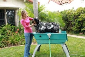 Dog Care 101: How to Groom Your Dog at Home