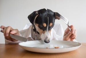 Dog Nutrition 101: A Quick Overview of Dog Feeding