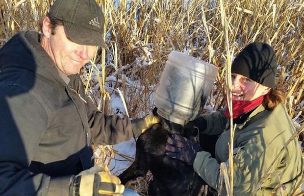 Dog Rescued After Having Plastic Jug on His Head for Three Weeks