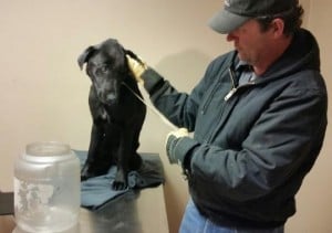 Dog Rescued After Having Plastic Jug on His Head for Three Weeks