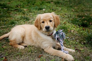 Essential Tips on Dog Training Basics