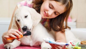 Grooming your dog yourself at home