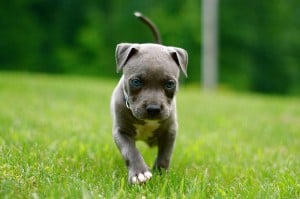 How to Train Your Pitbull