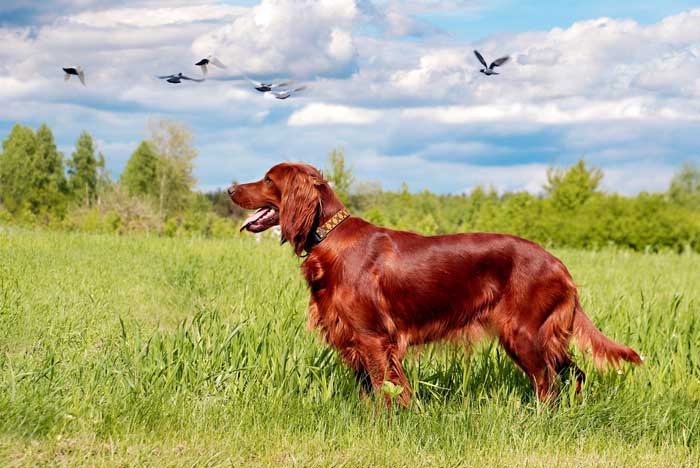 Irish Setter - Best Hunting Dog