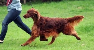 Irish Setter Poisoned at Crufts Dog Show