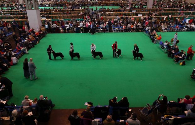 Irish Setter Poisoned at Crufts Dog Show