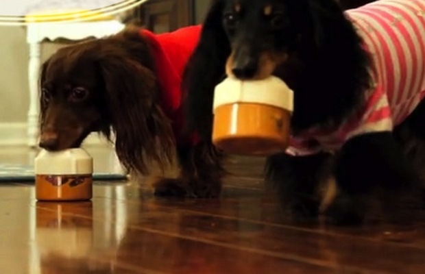 Kickstarter Helping to Launch New Dog Toy