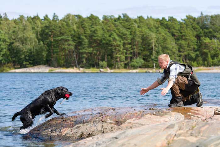 Labrador Retriever - Best Hunting Dog