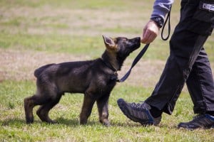 Must-Know Dog Training Tips