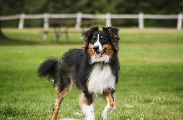 Must-Know Dog Training Tips