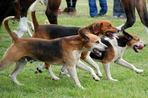 Must-Know Dog Training Tips