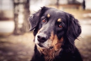 Must-Know Dog Training Tips