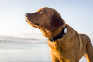 Pet Health Trackers Becoming More Popular