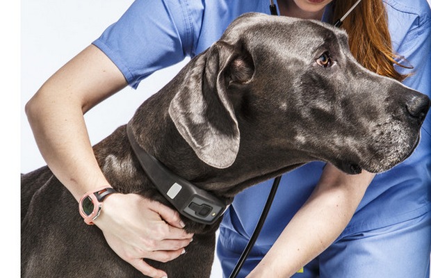 Pet Health Trackers Becoming More Popular