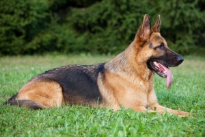 Police Dispatcher Adopts Dog After Owner Dies