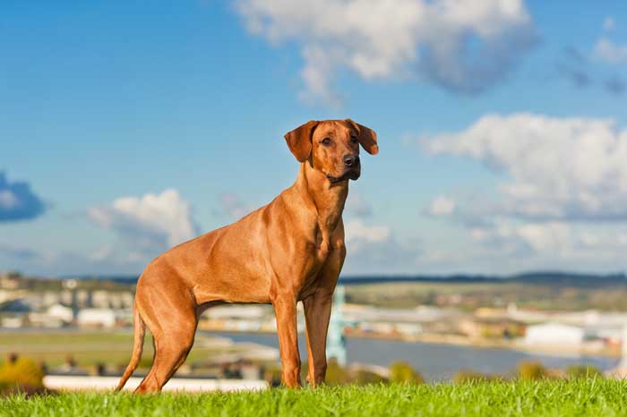 Rhodesian Ridgeback - Best Hunting Dog