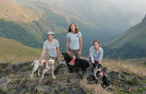 Scientists Using Shelter Dogs to Sniff Out Rare Gorillas