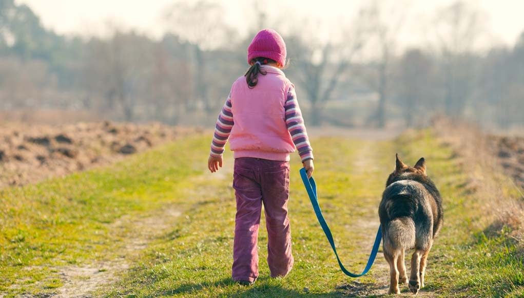 Top Tips on How to Teach a Dog to Walk On a Leash