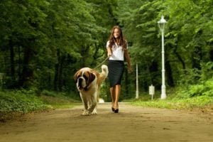 Top Tips on How to Teach a Dog to Walk On a Leash Safely and Effectively