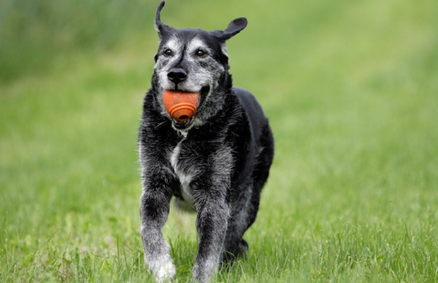 A New Probiotic for Dogs Has Hit the Shelves