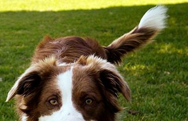 A Student Startup Company is Helping You Track Your Dog's....Tail?