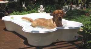 Alternatives to a Swimming Pool for Dogs