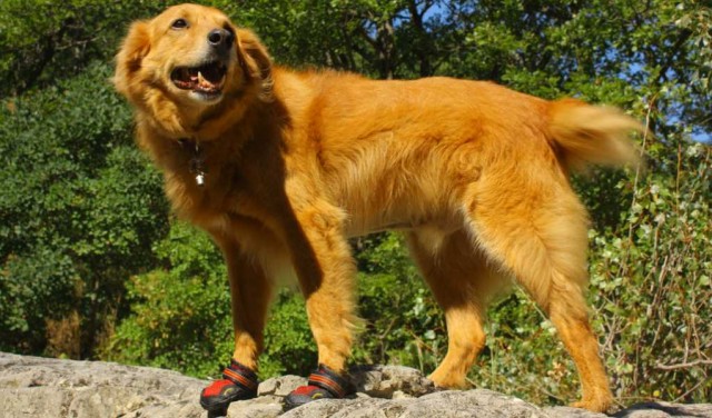 Does Your Puppy Need Dog Boots