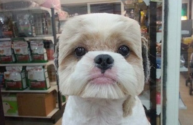 Dog Grooming In Taiwan Takes is On a New Geometric Trend