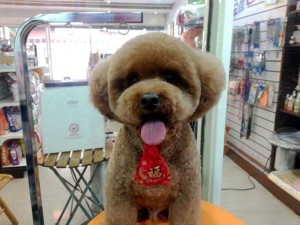 Dog Grooming In Taiwan Takes is On a New Geometric Trend