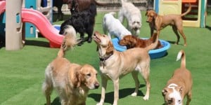 Dog Hotel Offers Pups the VIP Treatment